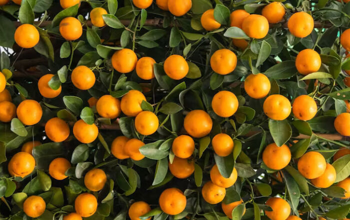 Egypt-to-Export-Citrus-Fruits-into-the-Philippines